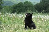 SCHIPPERKE 595